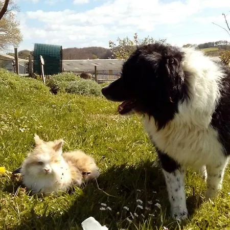 Couette-café Ferme Des Capellous Florentin-la-Capelle